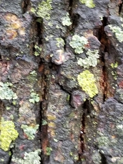 Lecanoromycetes
