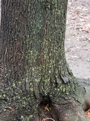 Lecanoromycetes