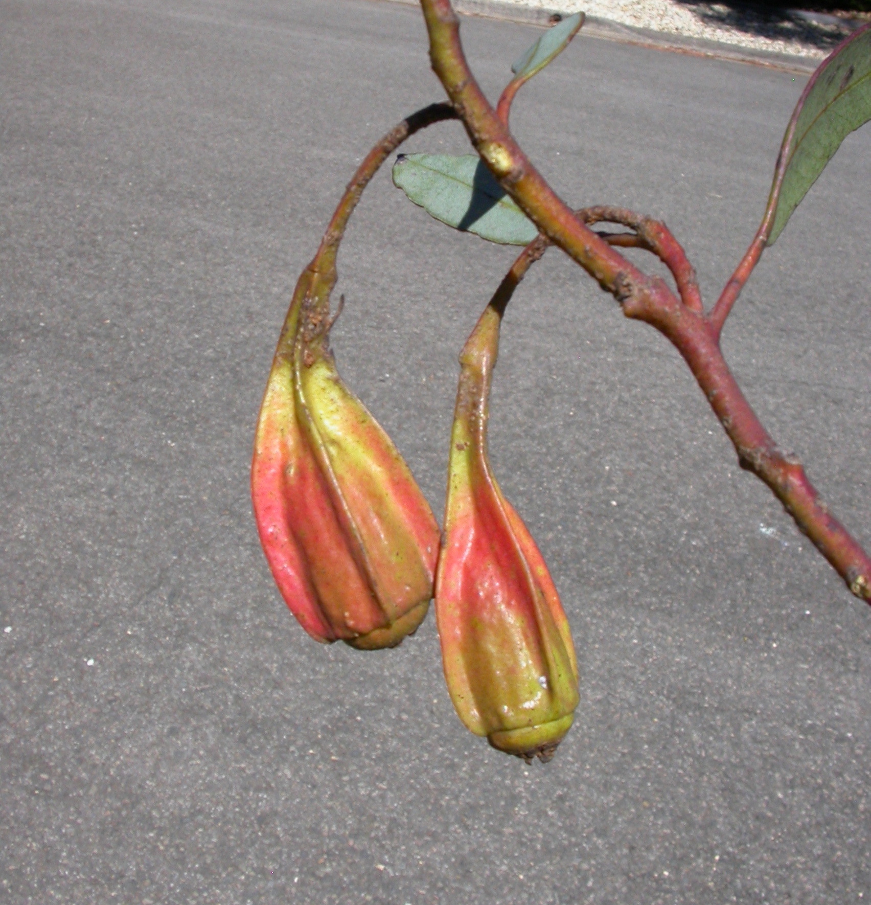 Eucalyptus forrestiana