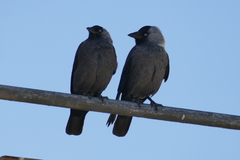 Corvus monedula