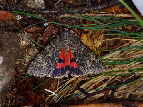 Western Underwing Moth photo 3
