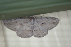Iridopsis vellivolata