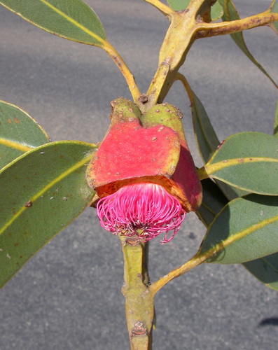 Eucalyptus brandiana