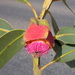Eucalyptus brandiana - Photo (c) Dean Nicolle, some rights reserved (CC BY-NC), uploaded by Dean Nicolle