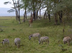 Giraffa camelopardalis rothschildi