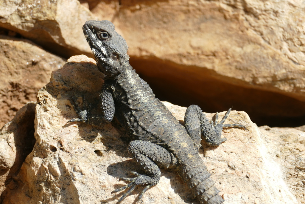 Short-Toed Rock Agama