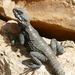 Egyptian Rock Agama - Photo (c) Michael Barth, some rights reserved (CC BY-NC), uploaded by Michael Barth