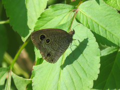 Ypthima multistriata