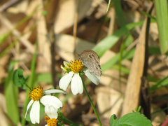 Ypthima multistriata