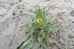 Amsinckia spectabilis