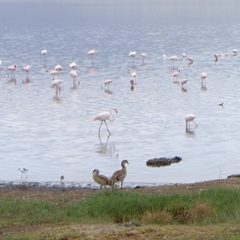Alopochen aegyptiaca