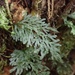 Hymenophyllum caudatum - Photo (c) John Brew, algunos derechos reservados (CC BY), subido por John Brew