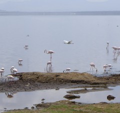 Platalea alba