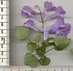Plectranthus saccatus