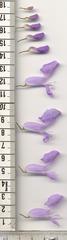 Plectranthus saccatus