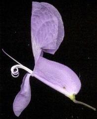 Plectranthus saccatus
