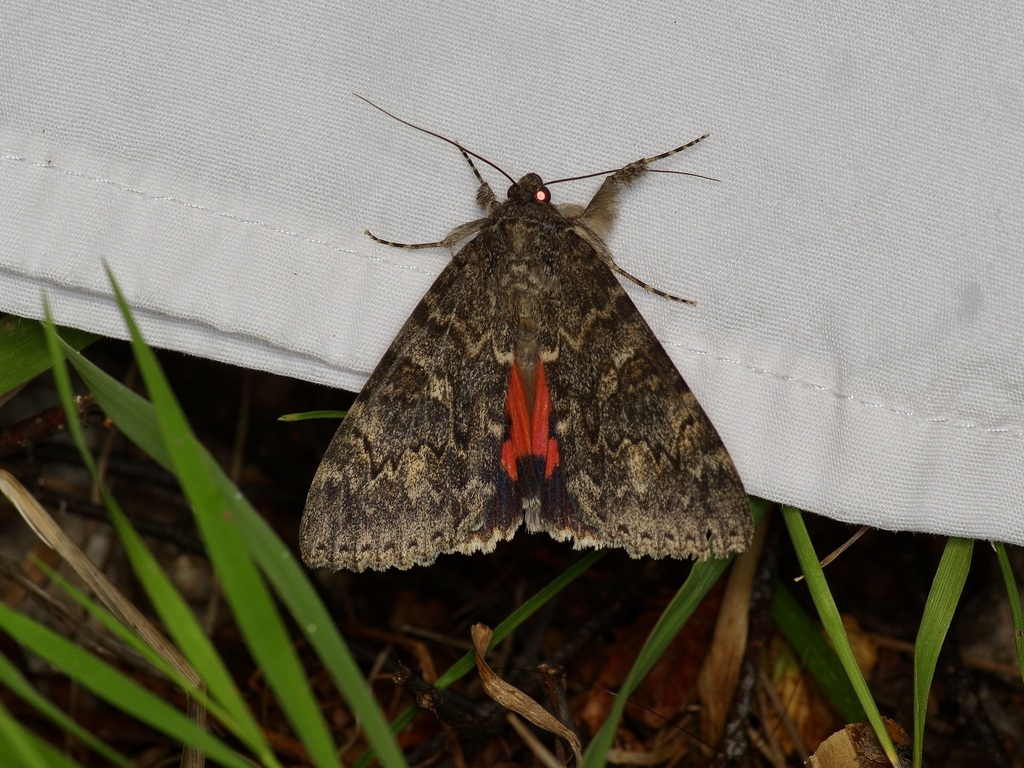 Western Underwing Moth