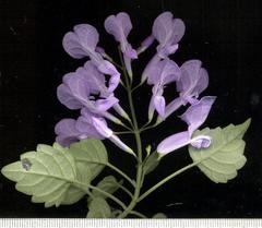 Plectranthus saccatus
