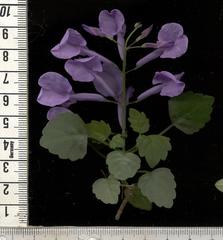 Plectranthus saccatus
