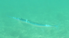 Platybelone argalus