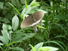 Papilio polytes