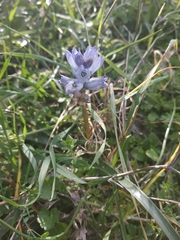 Bellevalia hyacinthoides