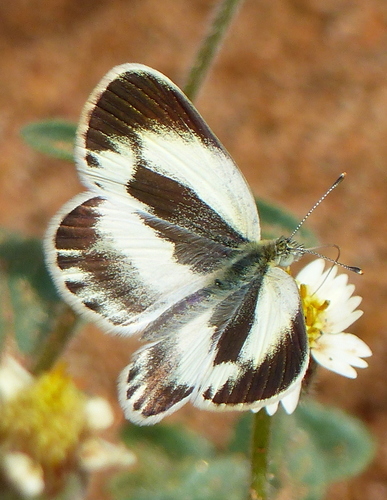 Black-marked Orange Tip