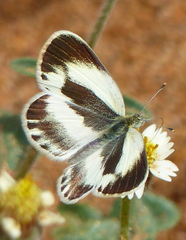Colotis daira