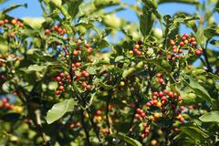 Psychotria capensis capensis