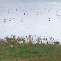 Mycteria ibis