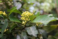 Psychotria capensis capensis