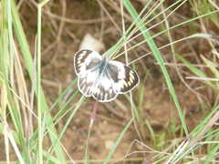 Colotis antevippe gavisa