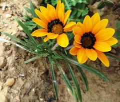 Gazania ciliaris