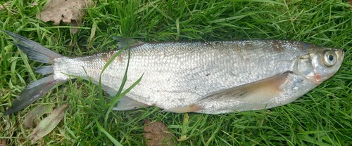 Sichel (Pelecus cultratus) — Cyprinidae — 3
