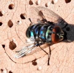 Chrysomya chloropyga