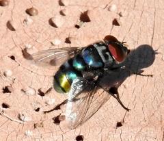 Chrysomya chloropyga