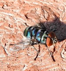 Chrysomya chloropyga