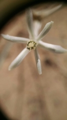 Androstephium breviflorum