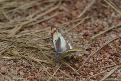 Colotis antevippe gavisa