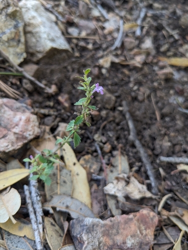 Image of Hedeoma dentata by (c) Alina Martin, some rights reserved (CC BY)