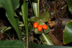 Scadoxus membranaceus