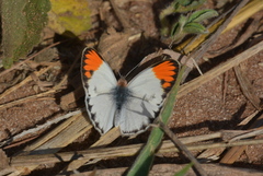Colotis evagore