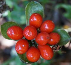 Scadoxus membranaceus