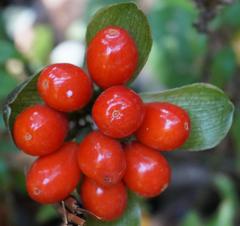Scadoxus membranaceus