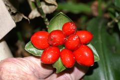 Scadoxus membranaceus