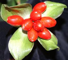 Scadoxus membranaceus