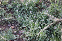 Matthiola parviflora