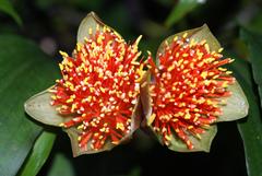 Scadoxus membranaceus
