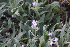 Matthiola parviflora