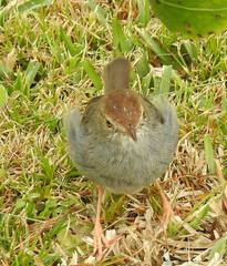 Cisticola fulvicapilla fulvicapilla